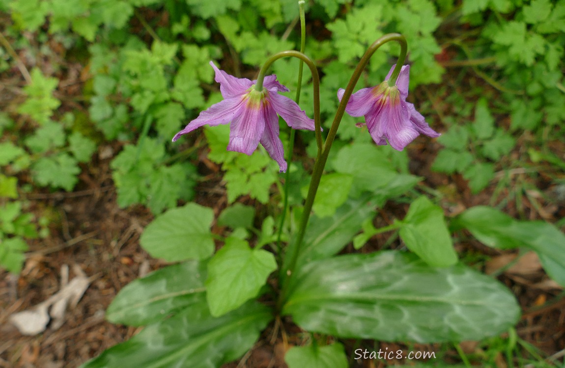 looking down on pink Fawn Lilies