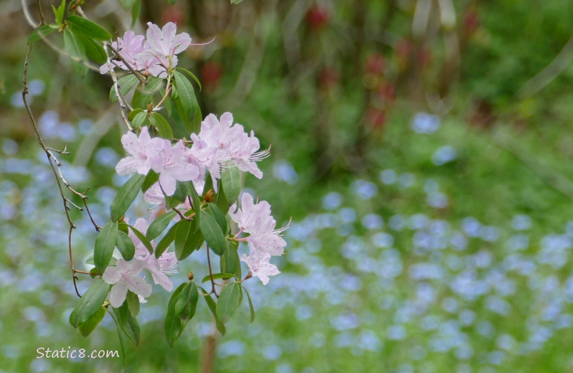 Pink Rhododendrons in front of a carpet of blue Forget Me Nots