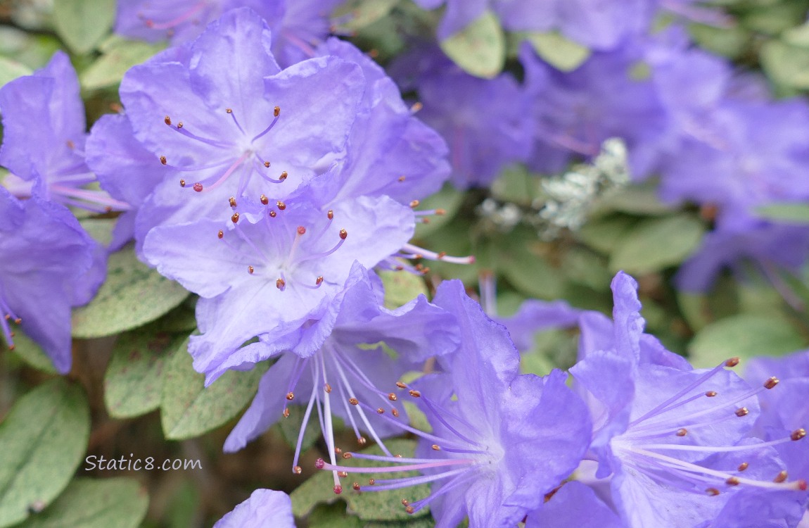 purple Rhododendrons