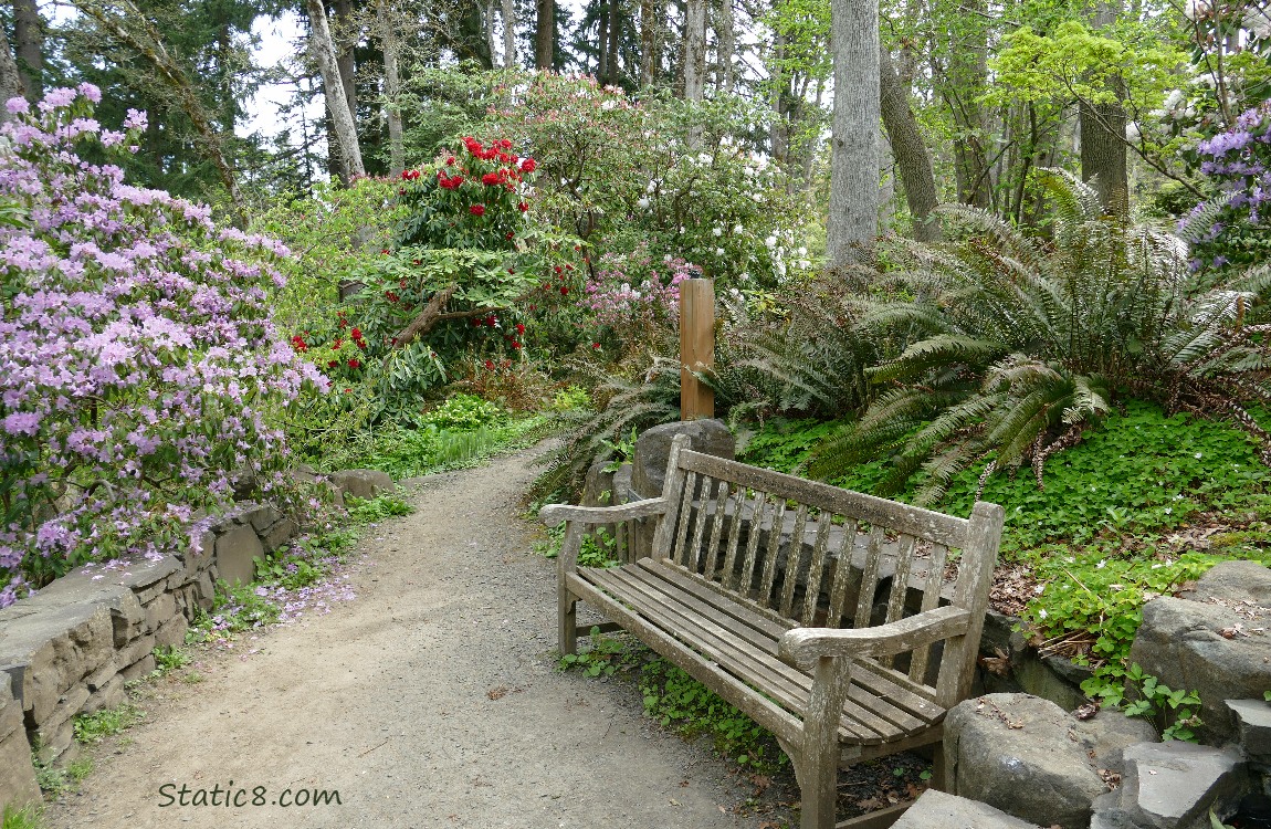 Bench surrounded by different Rhododendron bushes