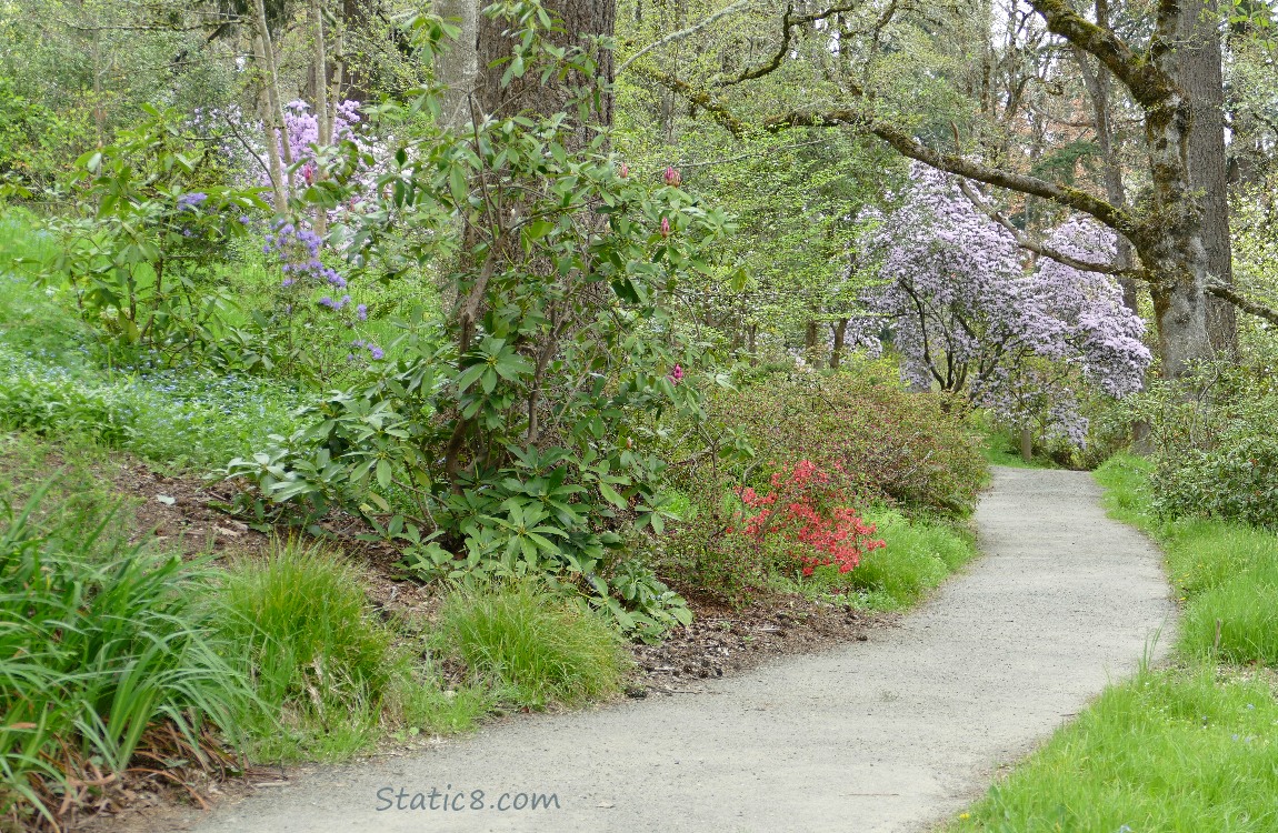 Path past Rhododendrons