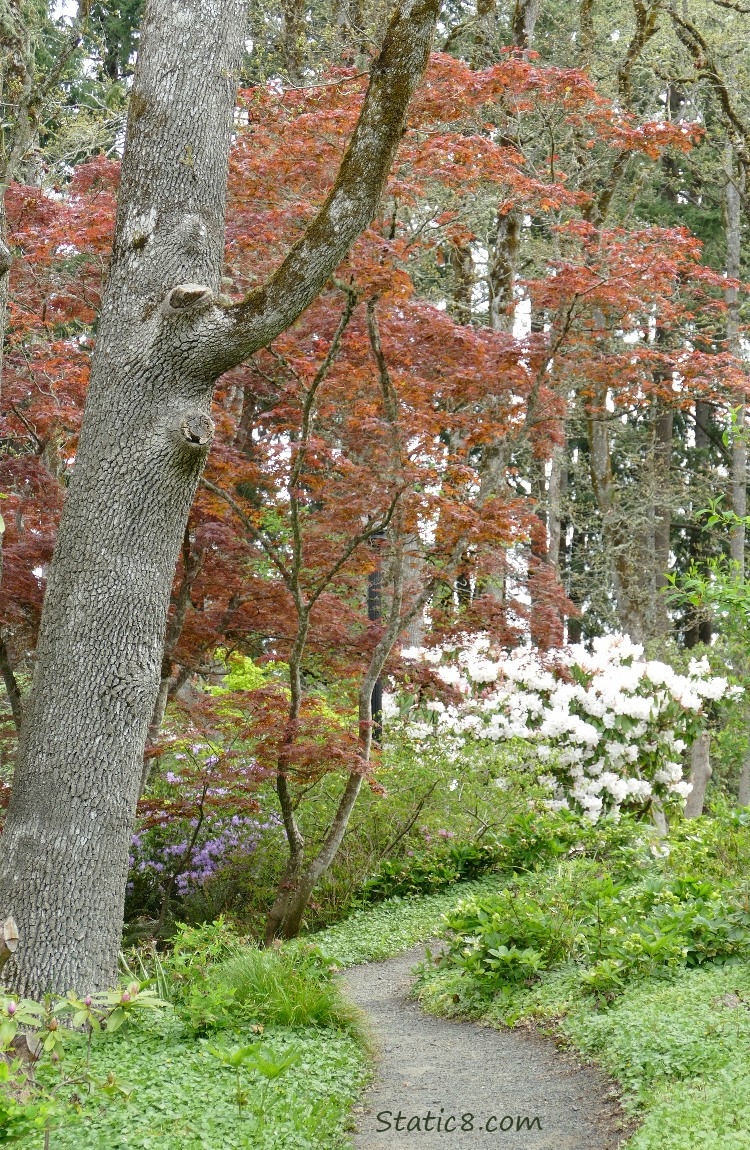 Path past Rhododendrons