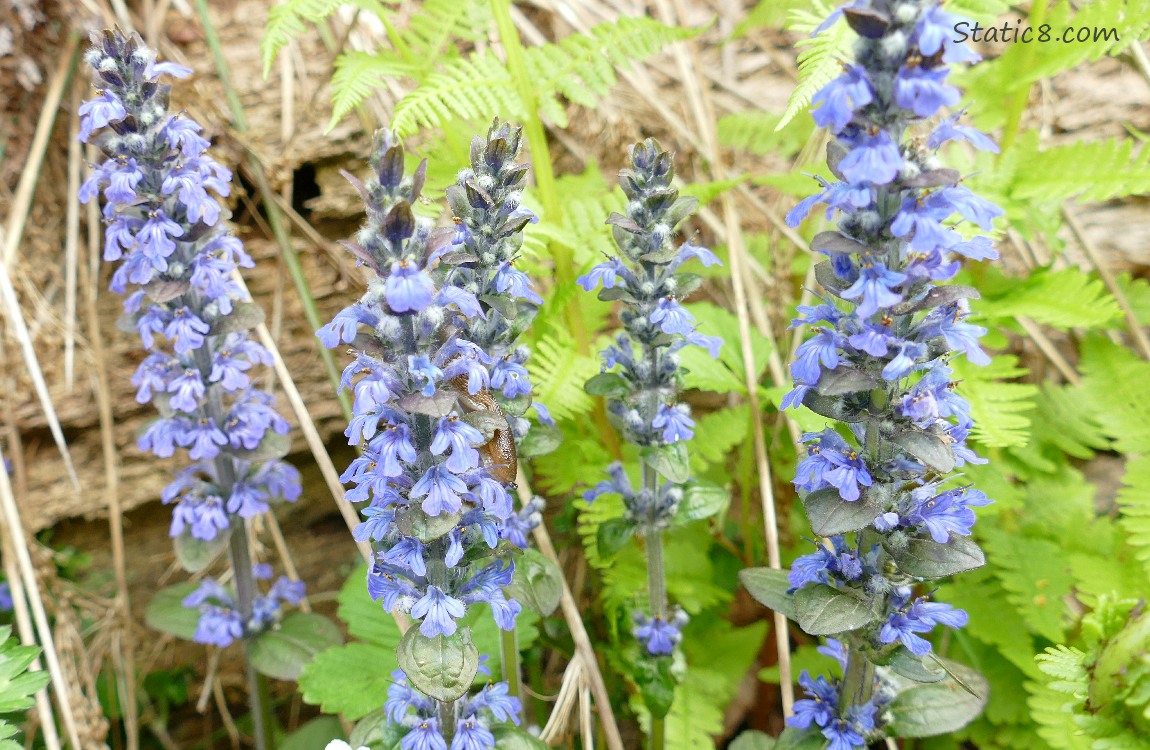 Several stalks of Self Heal blooms with ferns in the background