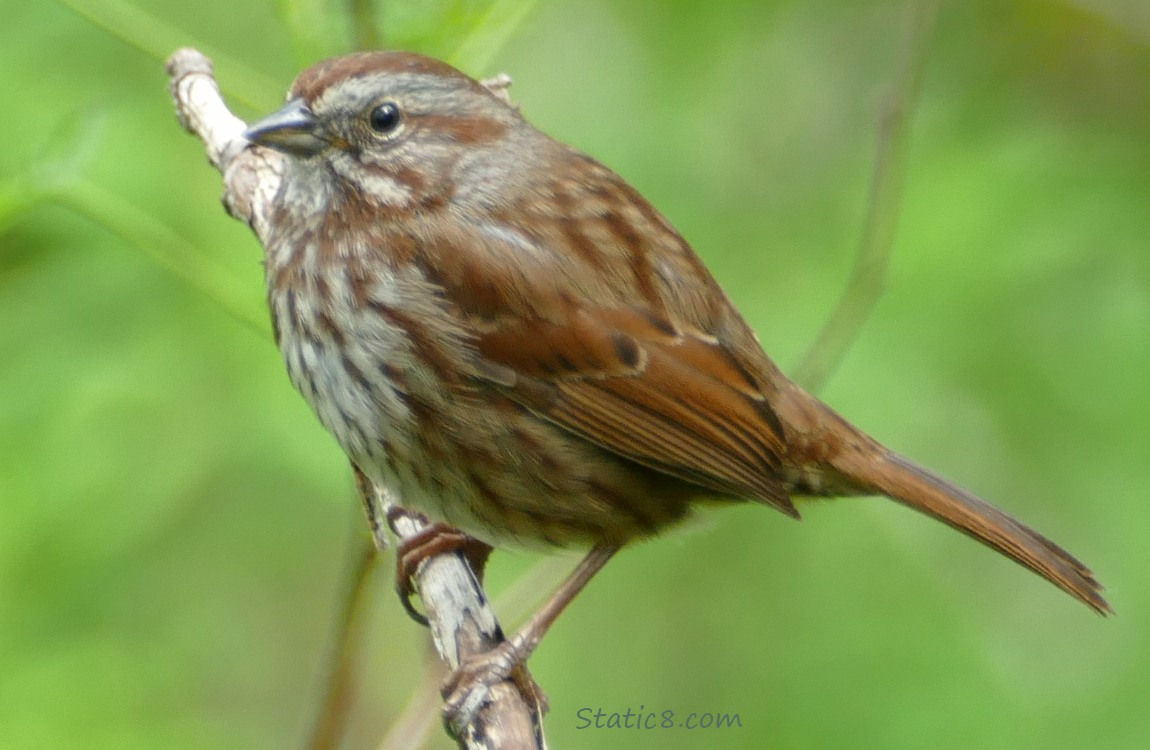 Song Sparrow standing on a twig