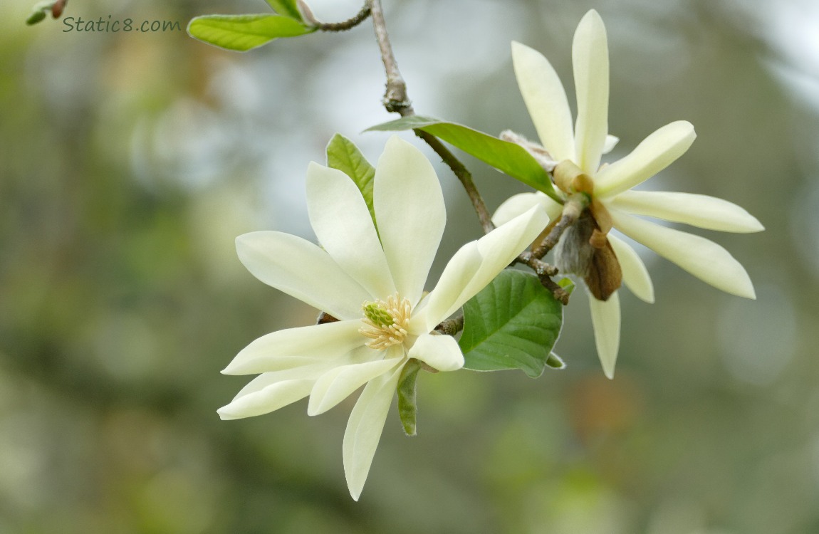 Star Magnolia blooms