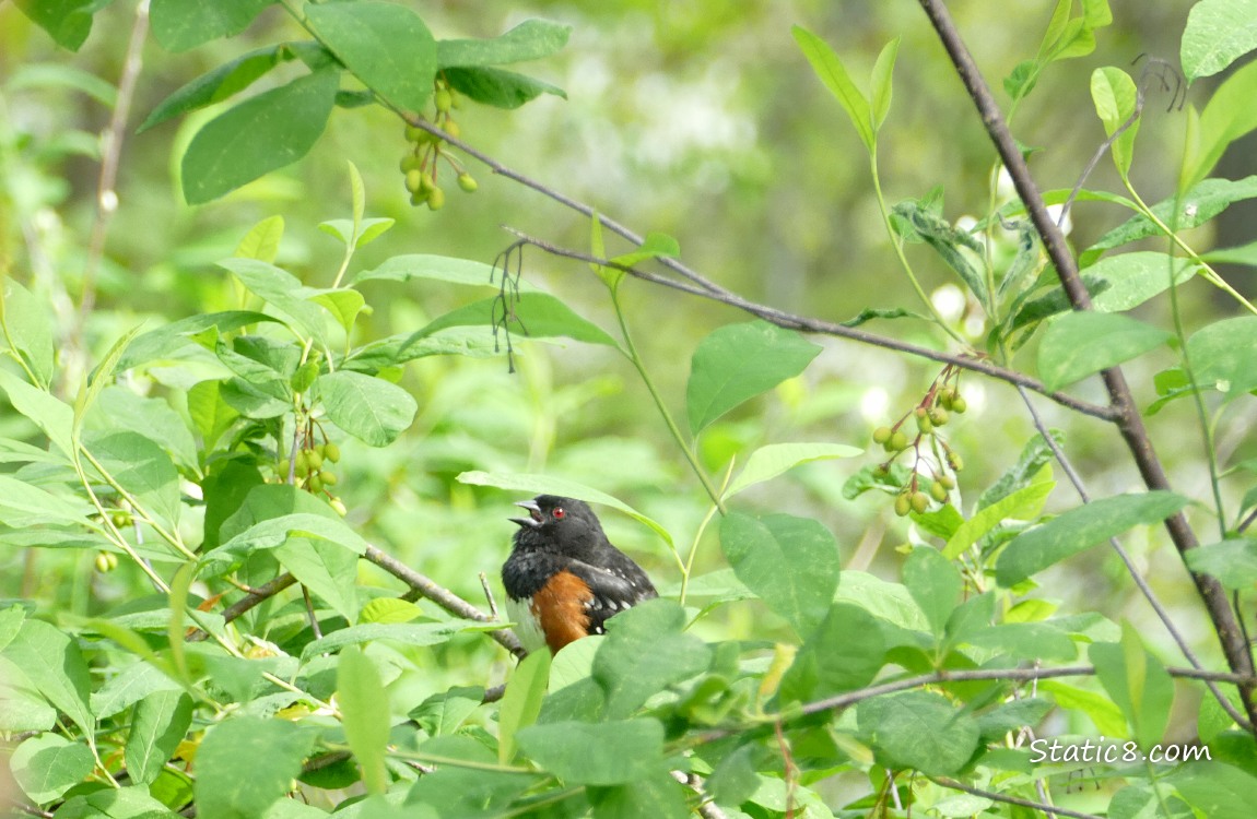 Towhee singing in an Osoberry bush