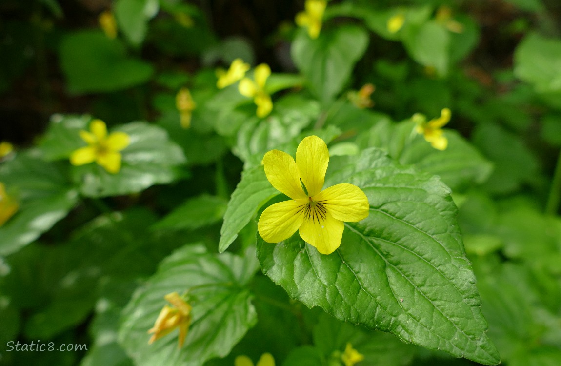 Yellow Violet