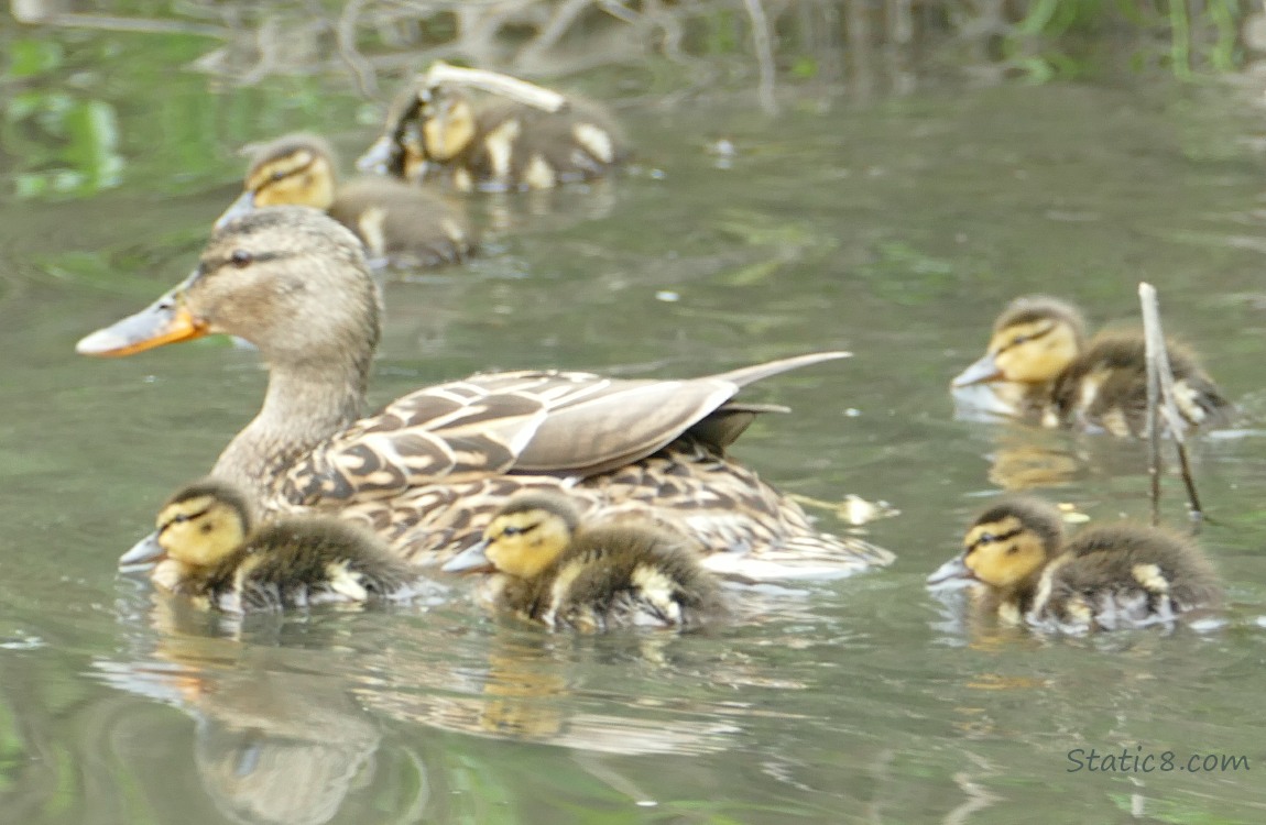 six newborn duckings on the water with mama mallard