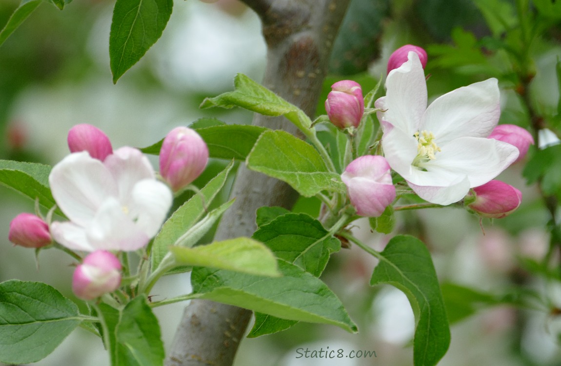 Apple blossoms