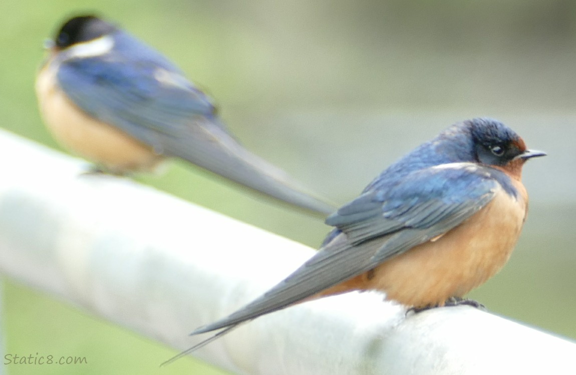 Two Barn Swallows standing on a railing