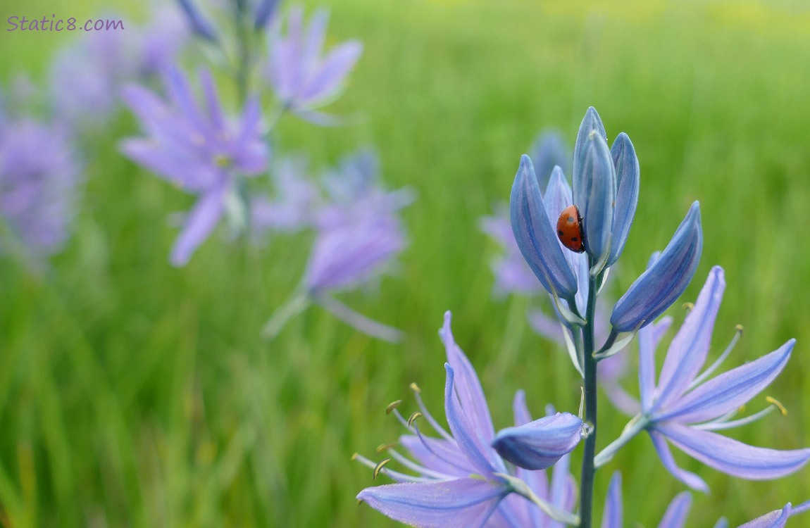 Lady Bug sleeping in a Camas Lily