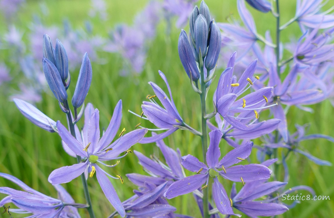 Camas Lilies