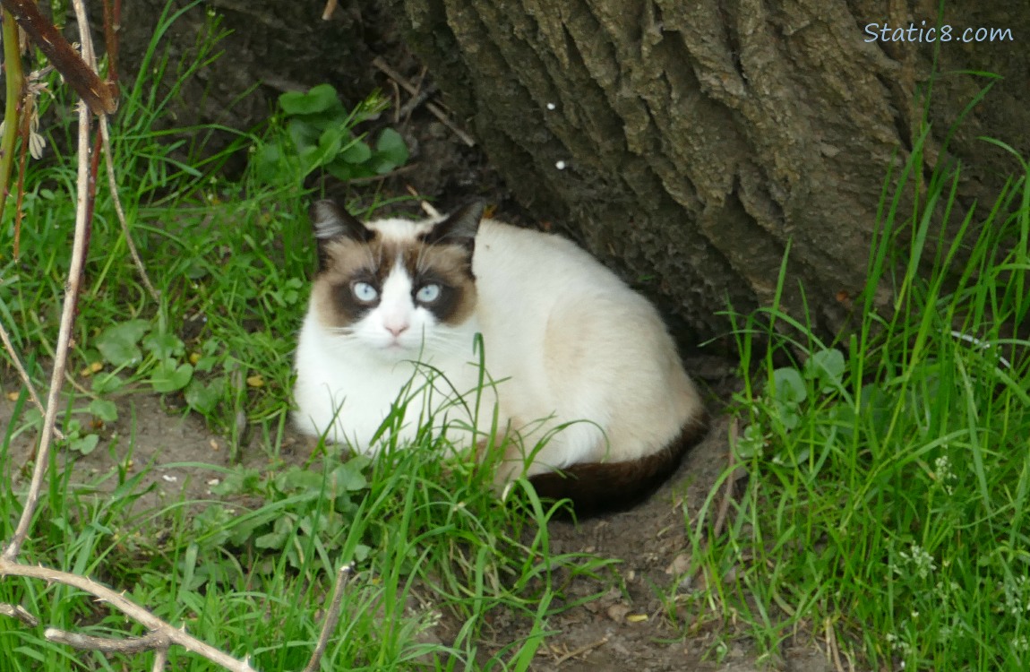 Cat laying in the grass under the truck of a tree