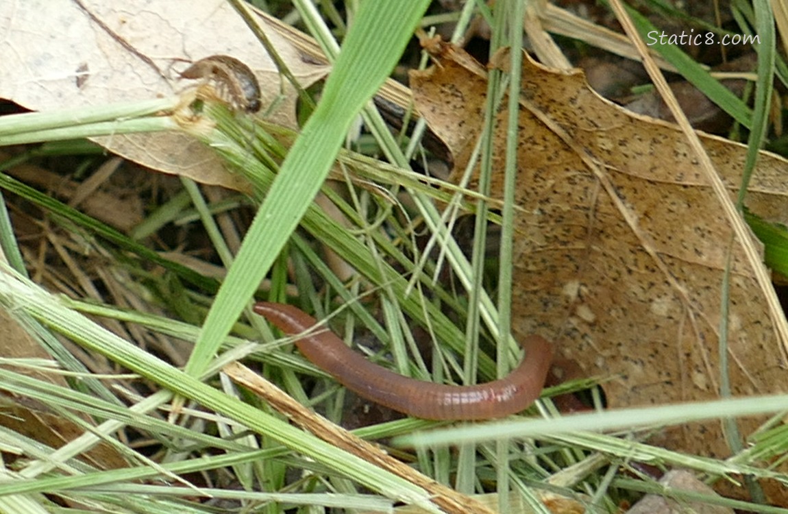 Bug looking at an Earthworm in the grass