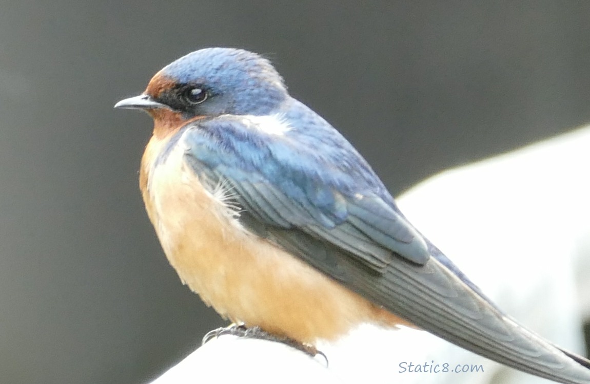 Barn Swallow standing on a railing