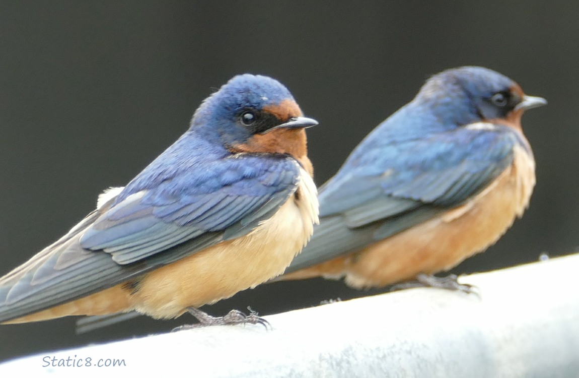 Two Barn Swallows standing on a railing