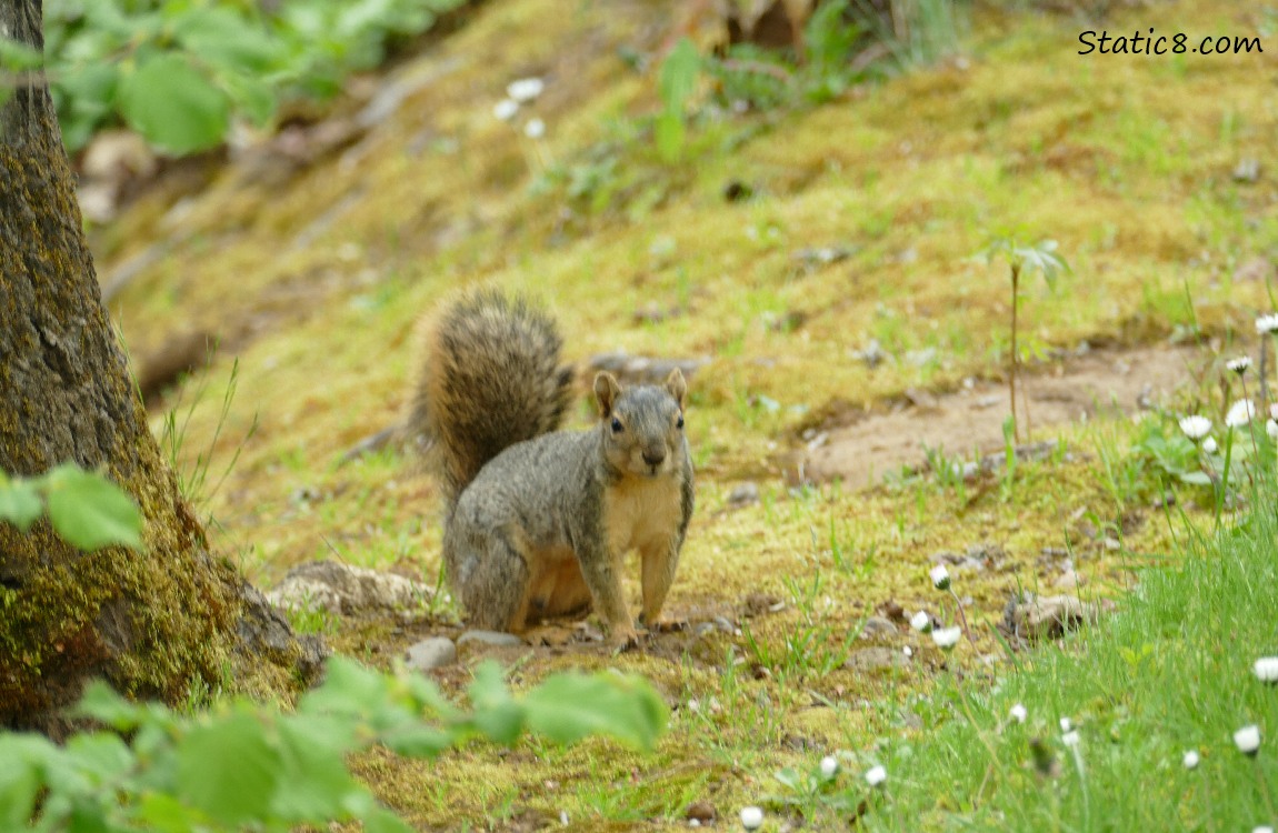 Eastern Fox Squirrel standing on the ground