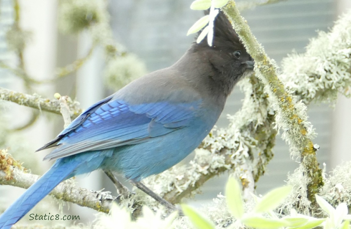 Steller Jay standing on a mossy branch, their face behind a twig