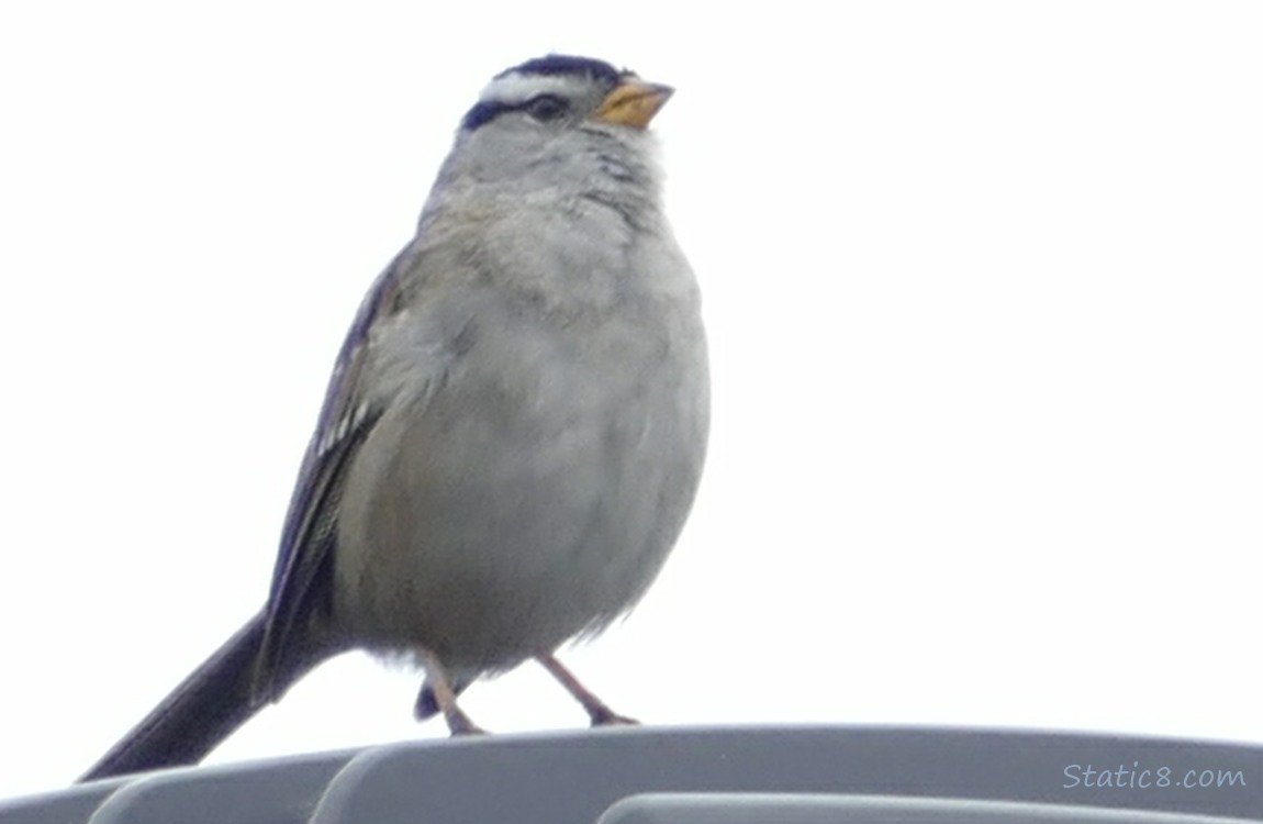 White Crown Sparrow standing on a light pole