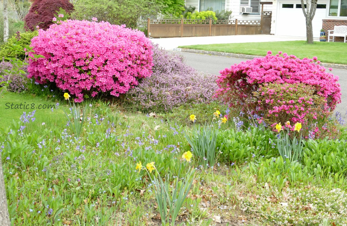 Bright pink Azalea bushes in a yard with Daffodils and Spanish Bluebells