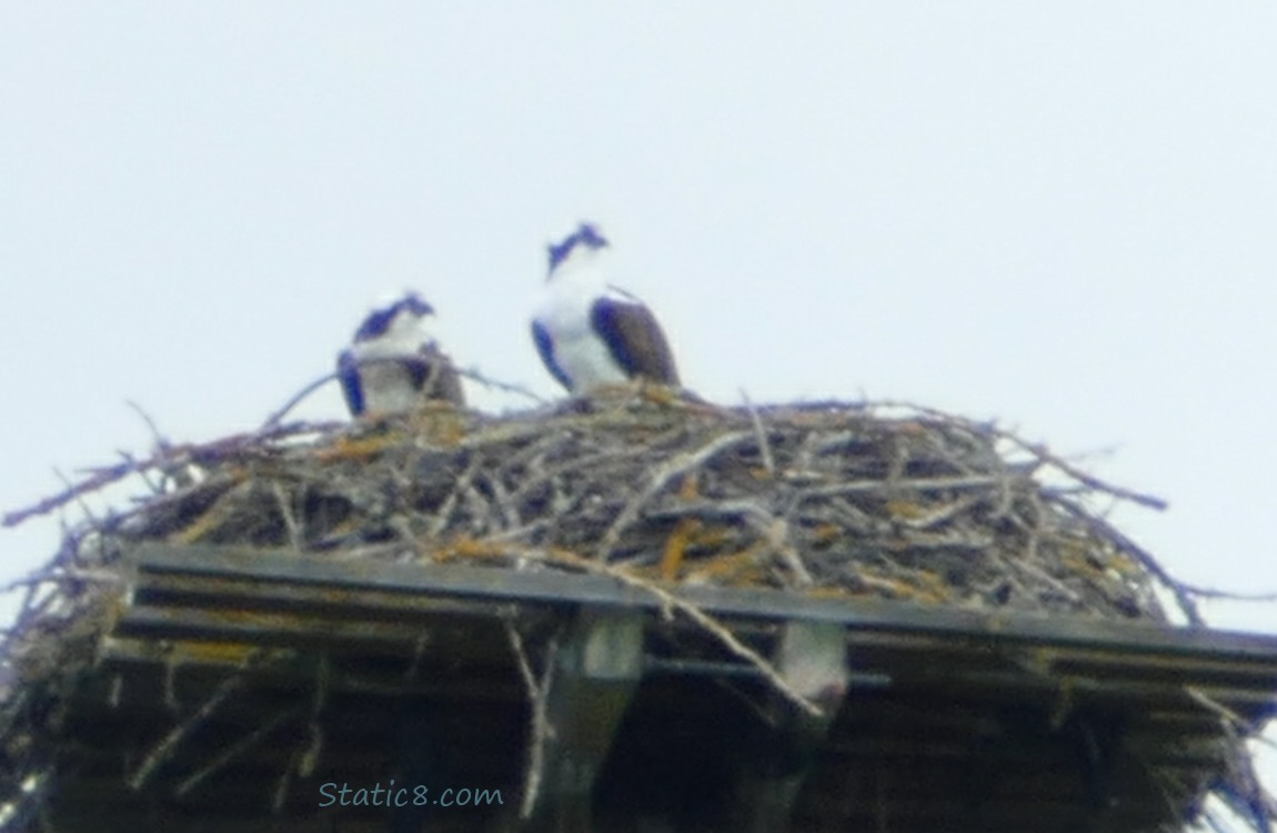 A pair of Ospreys standing in a platform nest