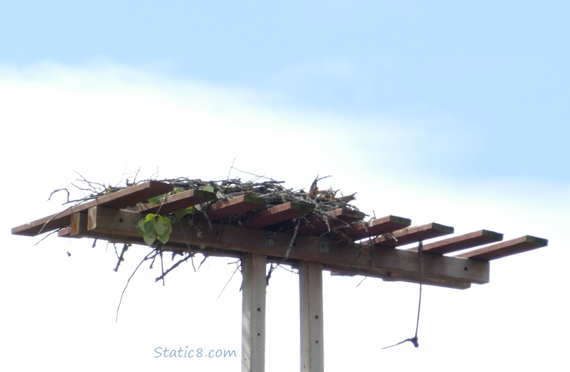 Osprey platform nest