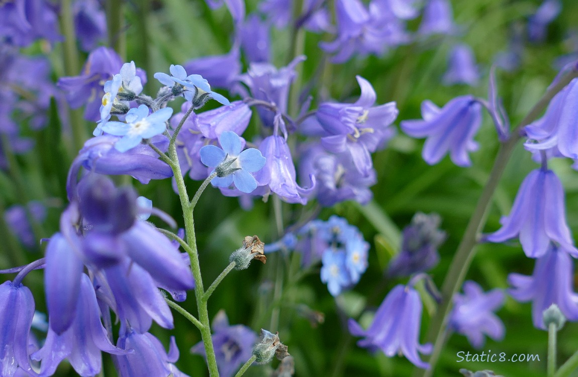 Forget Me Nots and Spanish Bluebells