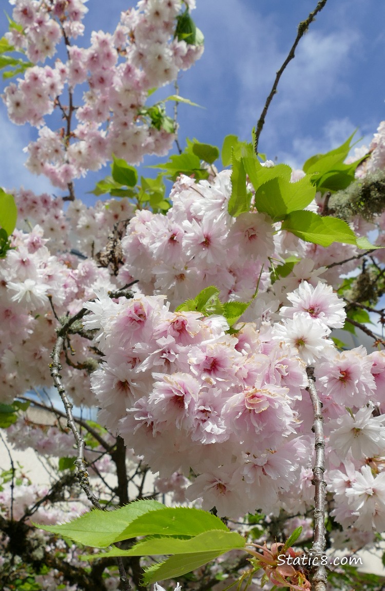 pink, ornamental Cherry Blossoms with blue sky