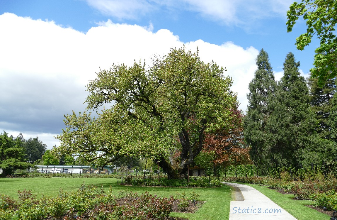 Rose Garden