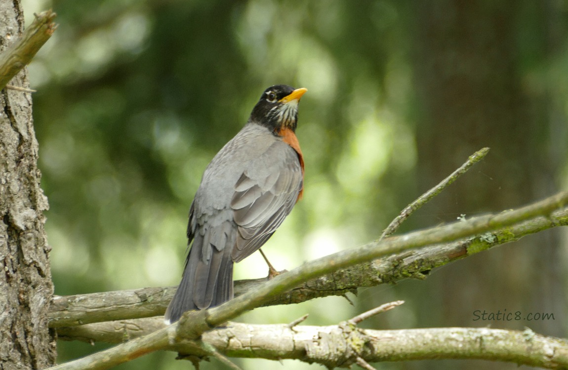 Robin standing on a twig