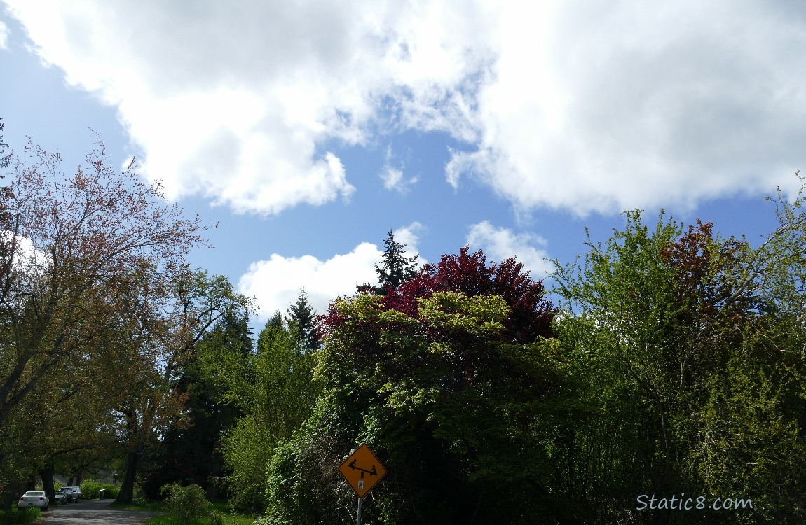 Clouds and blue sky over trees