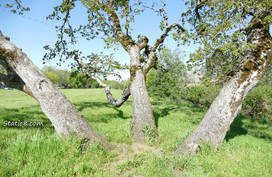 Three trunks of an Oak Tree leaning in different directions