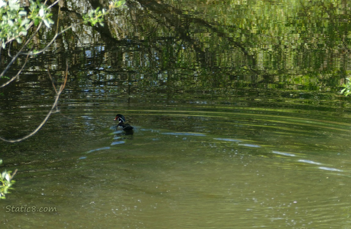 male Wood Duck paddling away