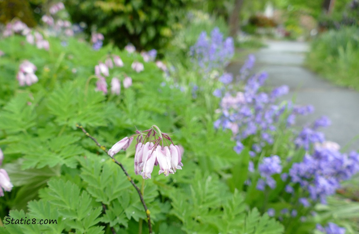 Bleeding hearts and other flowers next to the path