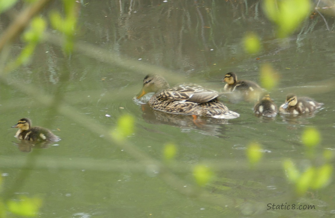 Mama Mallard and four ducklings on the water paddling away