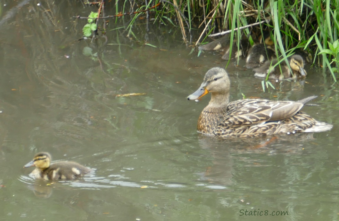 Mama Mallard and ducklings in the water