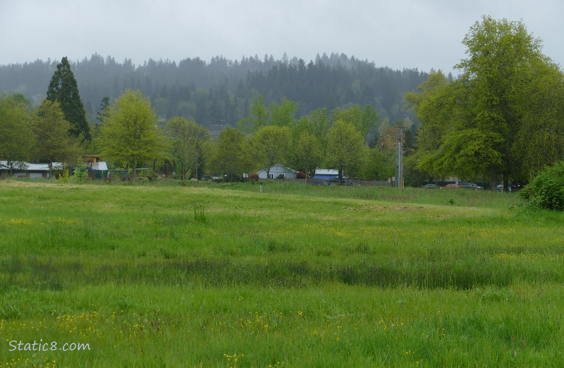 Prairie, trees and fog in the hills beyond