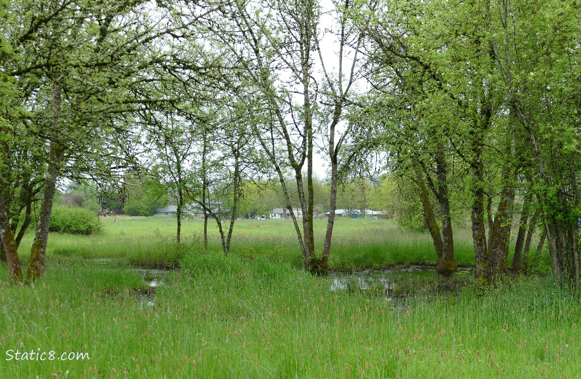 puddle in the grass under some trees