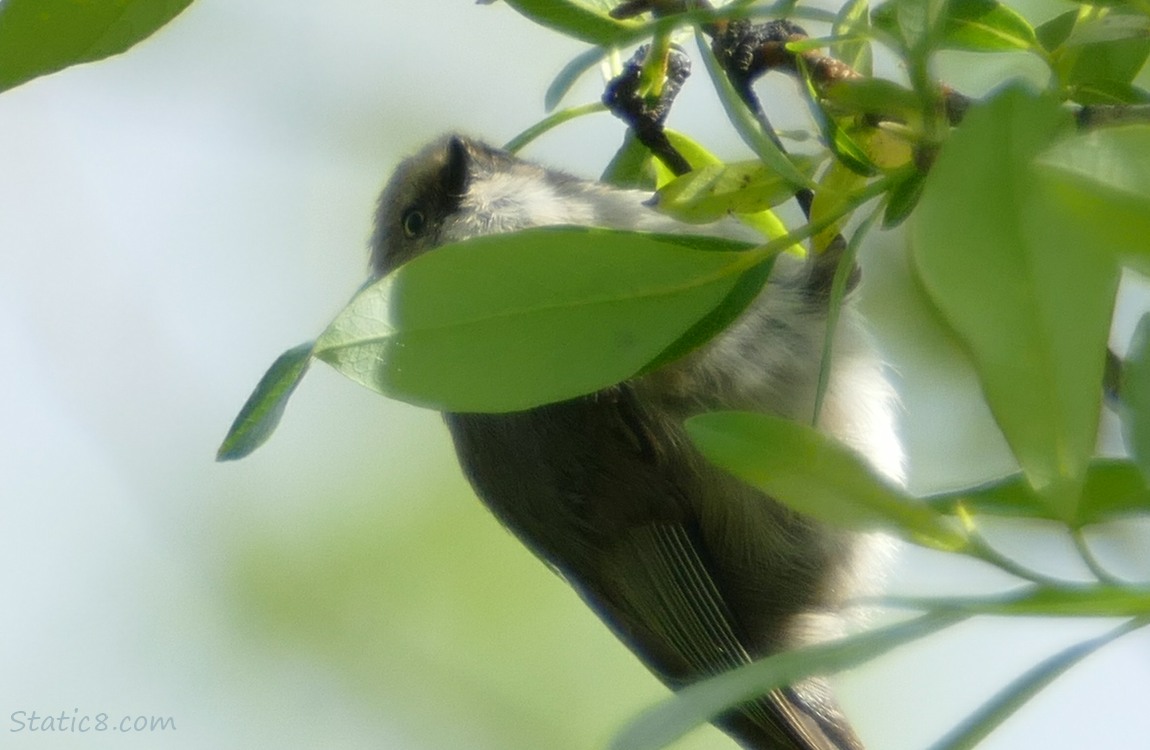 Bushtit in a tree, hanging from a twig