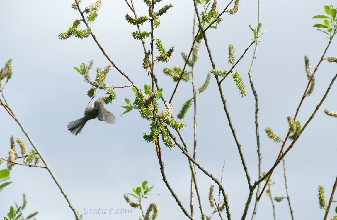 Bushtit in a tree, hanging from a twig