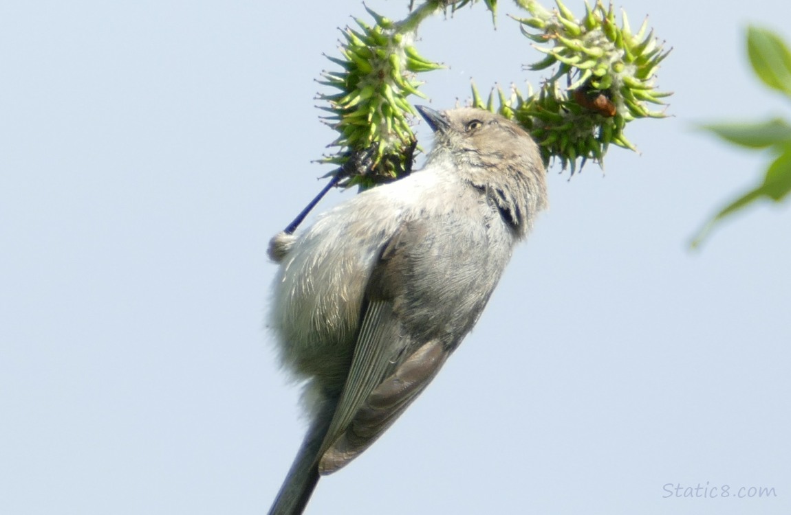 Bushtit in a tree, hanging from a twig