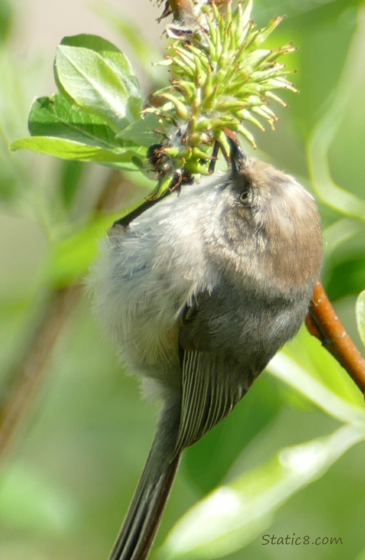 Bushtit in a tree, hanging from a twig