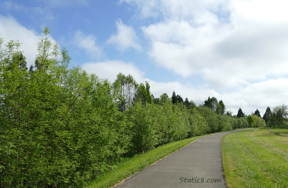 clouds over trees and the bike path