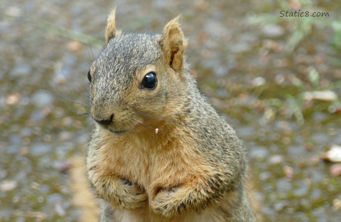 Eastern Fox Squirrel standing on the ground