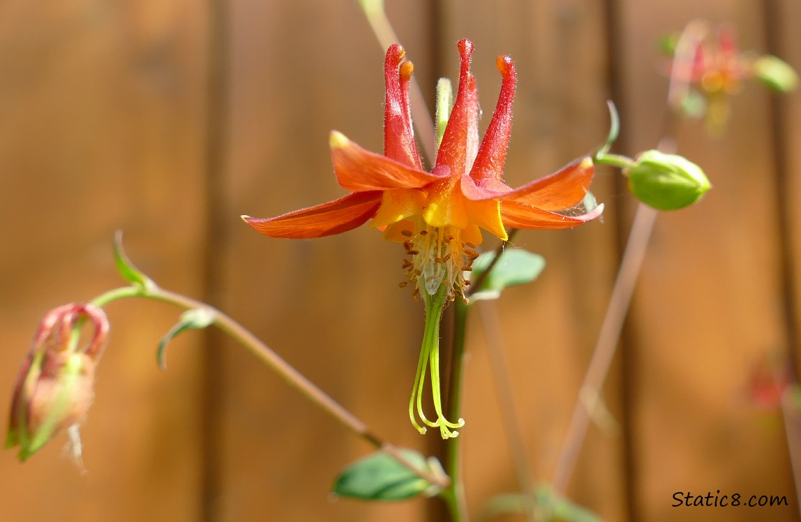 red Columbine