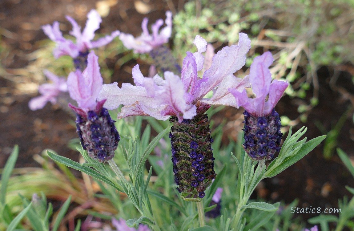 Spanish Lavender