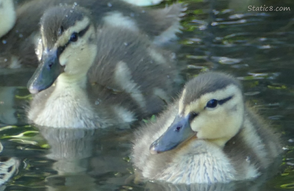 Two Mallard ducklings on the water