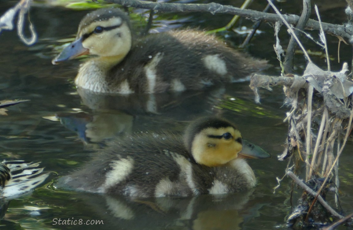 Two Mallard ducklings on the water