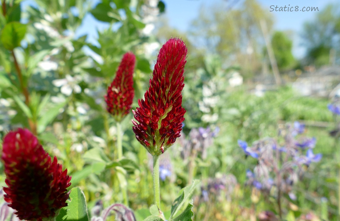 Crimson Clover