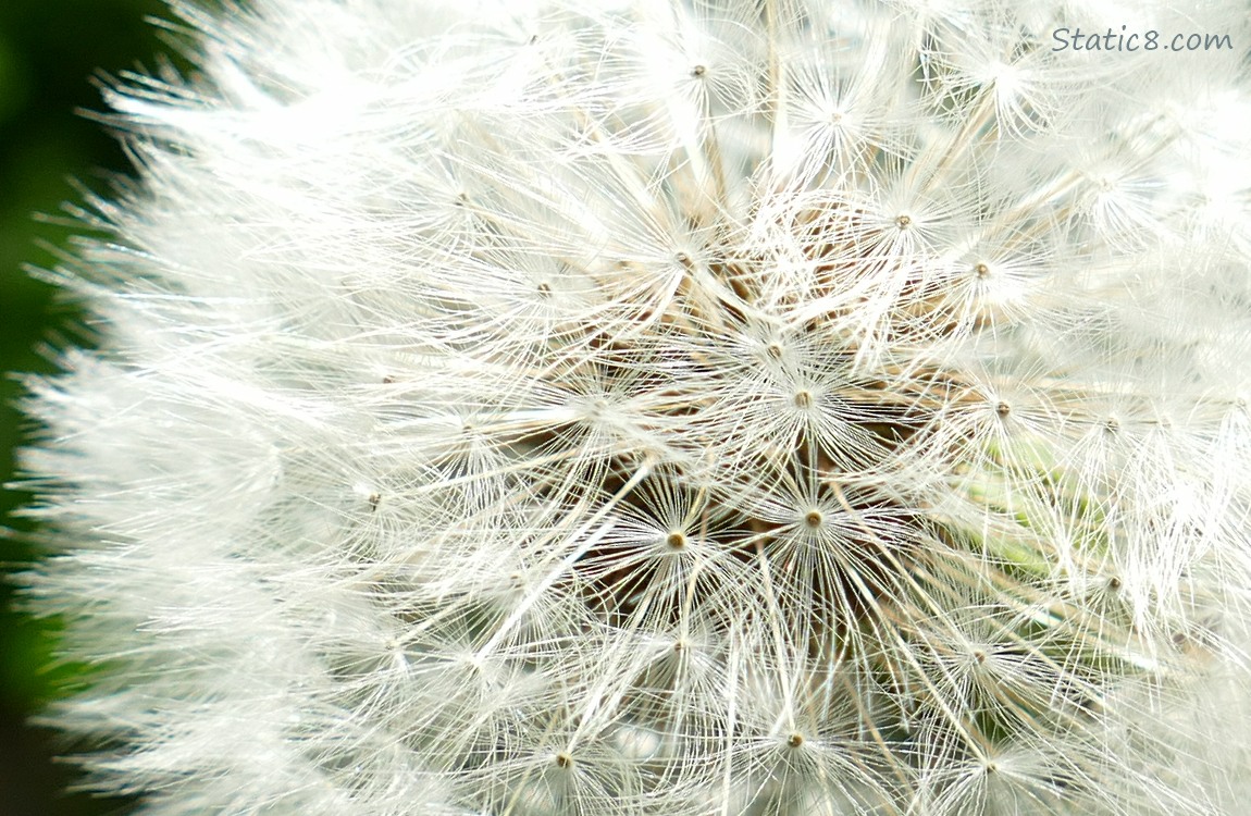 Dandelion seed head